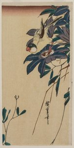 Grosbeak ja Clematis, 1830-luvun puoliväli. tekijältä Ando Hiroshige