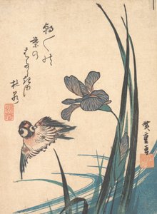 Iris ja Sparrow, n. 1832, n. 1832. tekijältä Ando Hiroshige
