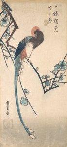 Pitkähäntäinen lintu. tekijältä Ando Hiroshige