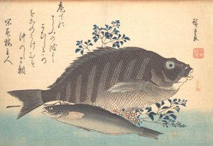 Shimadai ja Ainame Fish, sarjasta Uozukushi Every Variety of Fish, 1840s., 1840s. tekijältä Ando Hiroshige
