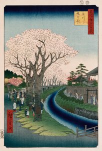 "Kirsikankukat, Tama-joen pengerrys" tekijältä Ando or Utagawa Hiroshige
