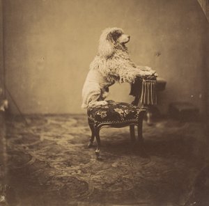 [Keisarinna Eugenien villakoira], 1850-luku. tekijältä Andre Adolphe Eugene Disderi