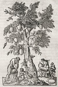 Leipäpuu, kaiverrus Andre Thevet (1504-1592), Pariisi, Ranska tekijältä Andre Thevet
