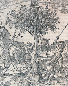 Pippurin sadonkorjuu Jaavan saarella, kaiverrus Universal Cosmologysta, Andre Thevet (1504-1592), Pariisi tekijältä Andre Thevet
