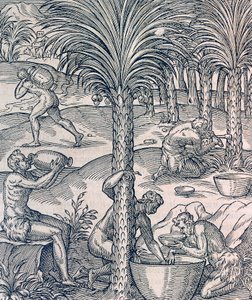 Kap Verden asukkaat valmistavat juomia palmuista, kaiverrus Universal Cosmologysta, Andre Thevet (1504-1592), Pariisi tekijältä Andre Thevet
