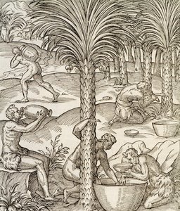 Kap Verden asukkaat valmistavat juomia palmuista, kaiverrus Universal Cosmologysta, Andre Thevet (1504-1592), Pariisi, Afrikka, 1575 tekijältä Andre Thevet