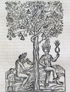 Nana-hedelmä, trooppinen lääkekasvi, kaiverrus Universal Cosmologysta, Andre Thevet (1504-1592), Pariisi