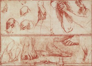 Käsien ja jalkojen tutkimus San Salvin viimeistä ehtoollista varten tekijältä Andrea del Sarto
