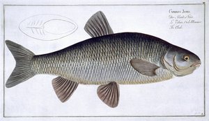 Chub (Cyprinus Jeses) levy VI julkaisusta "Ichthyologie, ou histoire naturelle generale et specifice des poisson", kirjoittanut Marcus Elieser Bloch (1723-99), kaivertanut Gabriel Bodenehr (1673-1766), julkaistu c. tekijältä Andreas Ludwig Kruger