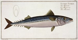 Makrillilevy (Scomber Scomber) LIV julkaisusta "Ichthyologie, ou histoire naturelle generale etspecial des poisson", Marcus Elieser Bloch (1723-99), kaiverrus Gabriel Bodenehr (1673-1766), publ. tekijältä Andreas Ludwig Kruger