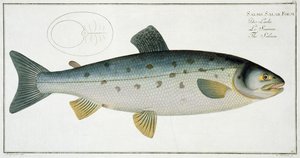 Lohi (Salmo Salar) -levy XX teoksesta "Ichthyologie, ou histoire naturelle generale etspecial des poisson", Marcus Elieser Bloch (1723-99), kaiverrus Gabriel Bodenehr (1673-1766), julkaistu c.