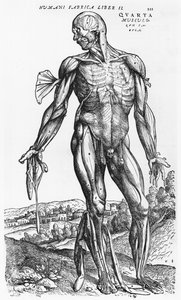 Anatominen tutkimus, kuvitus Andreas Starrin (1514-64) Baselin De Humani Corporis Fabricasta, 1543