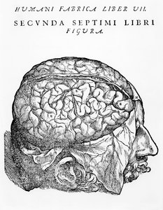 The Brain, kuvitus Andreas Starrin teoksesta "The Epitome of the Human Body", julkaistu Baselissa, 1543