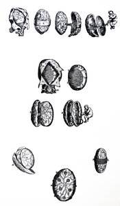 Levyt De Humani Corporis Fabrican viidennestä kirjasta tekijältä Andreas Vesalius