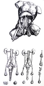 De Humani Corporis Fabrica -teoksen viidennen kirjan laatat. tekijältä Andreas Vesalius