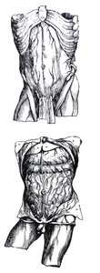 Levyt De Humani Corporis Fabrican viidennestä kirjasta tekijältä Andreas Vesalius