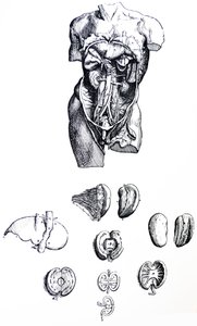 De Humani Corporis Fabrica -teoksen viidennen kirjan laatat. tekijältä Andreas Vesalius