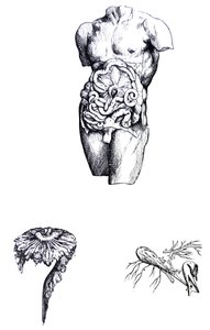 De Humani Corporis Fabrica -teoksen viidennen kirjan laatat. tekijältä Andreas Vesalius