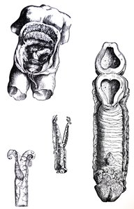 Levyt De Humani Corporis Fabrican viidennestä kirjasta tekijältä Andreas Vesalius