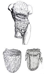 Levyt De Humani Corporis Fabrican viidennestä kirjasta tekijältä Andreas Vesalius