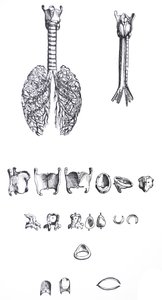 Lautaset De Humani Corporis Fabrican ensimmäisestä kirjasta tekijältä Andreas Vesalius