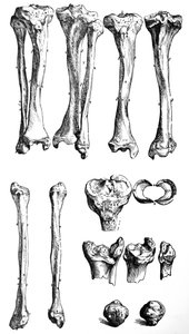 De Humani Corporis Fabrica -teoksen ensimmäisen kirjan laatat tekijältä Andreas Vesalius