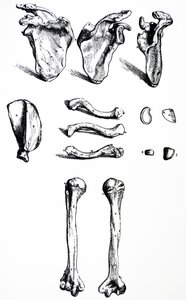 Lautaset De Humani Corporis Fabrican ensimmäisestä kirjasta tekijältä Andreas Vesalius