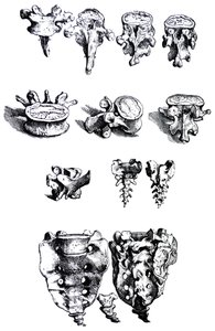 Lautaset De Humani Corporis Fabrican ensimmäisestä kirjasta tekijältä Andreas Vesalius