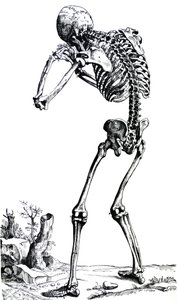 Lautaset De Humani Corporis Fabrican ensimmäisestä kirjasta tekijältä Andreas Vesalius