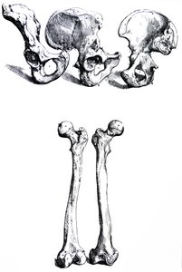 Lautaset De Humani Corporis Fabrican ensimmäisestä kirjasta tekijältä Andreas Vesalius