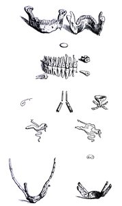 Lautaset De Humani Corporis Fabrican ensimmäisestä kirjasta tekijältä Andreas Vesalius