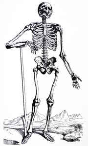 Lautaset De Humani Corporis Fabrican ensimmäisestä kirjasta tekijältä Andreas Vesalius