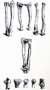 De Humani Corporis Fabrica -teoksen ensimmäisen kirjan laatat tekijältä Andreas Vesalius