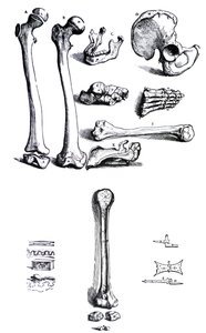 Levyt Andreas Vesaliuksen (1514-1564) De Humani Corporis Fabrican ensimmäisestä kirjasta tekijältä Andreas Vesalius