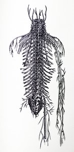 Lautaset De Humani Corporis Fabrican neljännestä kirjasta tekijältä Andreas Vesalius