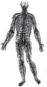 Lautaset De Humani Corporis Fabrican neljännestä kirjasta tekijältä Andreas Vesalius