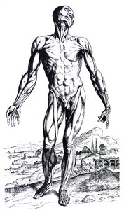 Levyt De Humani Corporis Fabrican toisesta kirjasta tekijältä Andreas Vesalius