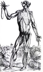 Levyt De Humani Corporis Fabrican toisesta kirjasta tekijältä Andreas Vesalius