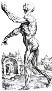 Levyt De Humani Corporis Fabrican toisesta kirjasta tekijältä Andreas Vesalius