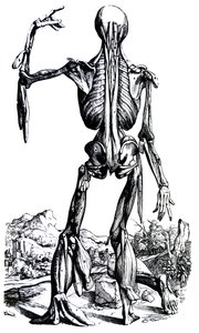 Levyt De Humani Corporis Fabrican toisesta kirjasta tekijältä Andreas Vesalius