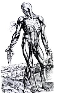 Levyt De Humani Corporis Fabrican toisesta kirjasta tekijältä Andreas Vesalius