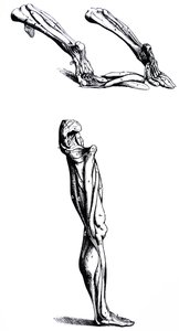 Levyt De Humani Corporis Fabrican toisesta kirjasta tekijältä Andreas Vesalius