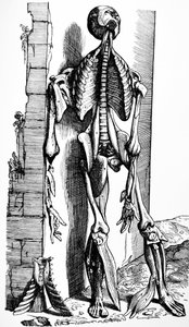 Levyt De Humani Corporis Fabrican toisesta kirjasta tekijältä Andreas Vesalius