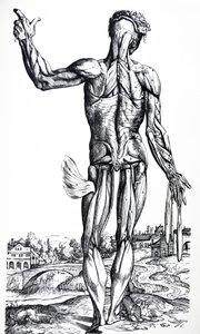 Levyt De Humani Corporis Fabrican toisesta kirjasta tekijältä Andreas Vesalius