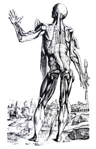 Levyt De Humani Corporis Fabrican toisesta kirjasta tekijältä Andreas Vesalius