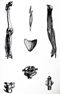 De Humani Corporis Fabrica -teoksen toisen kirjan laatat tekijältä Andreas Vesalius