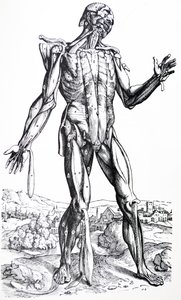 Levyt De Humani Corporis Fabrican toisesta kirjasta tekijältä Andreas Vesalius
