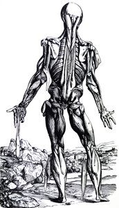 Levyt De Humani Corporis Fabrican toisesta kirjasta tekijältä Andreas Vesalius