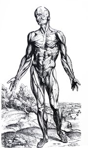 Levyt De Humani Corporis Fabrican toisesta kirjasta tekijältä Andreas Vesalius