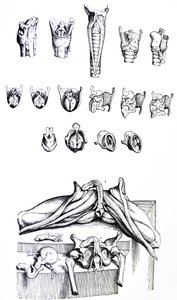 Levyt De Humani Corporis Fabrican toisesta kirjasta tekijältä Andreas Vesalius